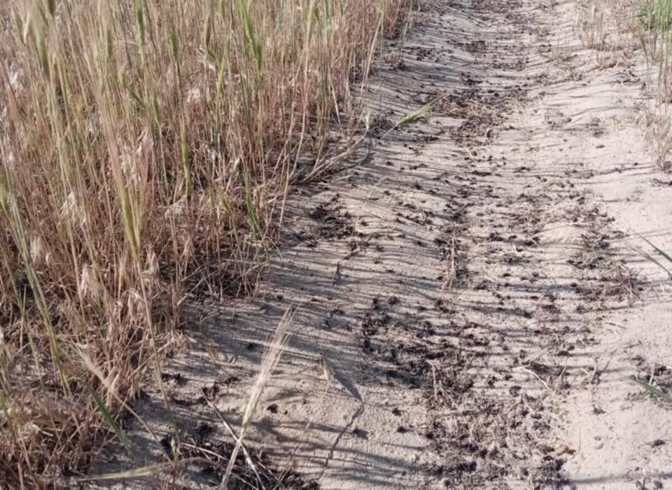 От саранчи обработали 50 га земли возле населенных пунктов Волгоградской области